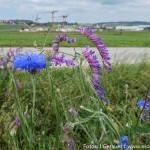 Feld und Roa (8 von 10)