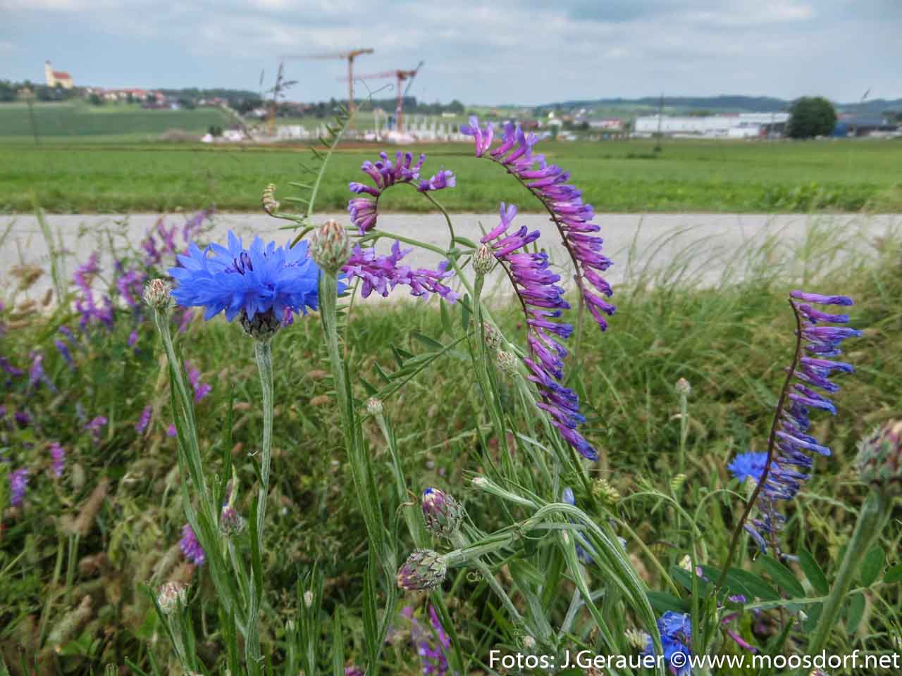 Feld und Roa (8 von 10)