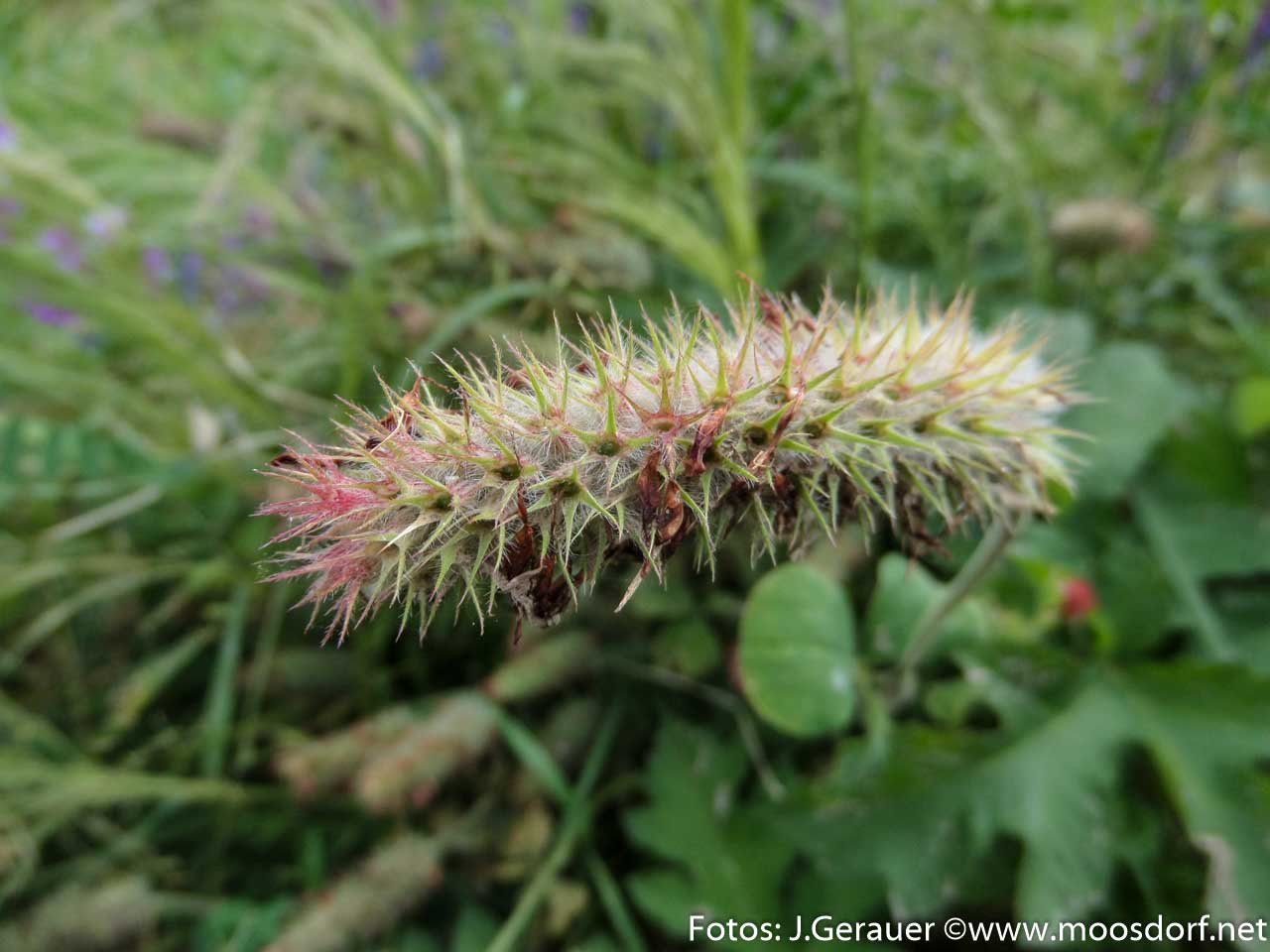 Feld und Roa (9 von 10)