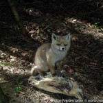 Jäger im KIndergarten (12 von 17)