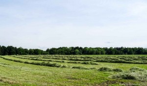 Ruhiges Wochenende (2 von 8)