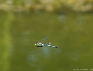 Ruhiges Wochenende (4 von 8)