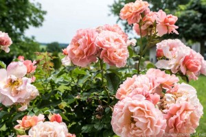 Ruhiges Wochenende (8 von 8)