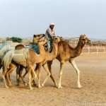 Kamelrennen001