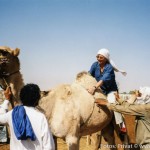 Kamelrennen004
