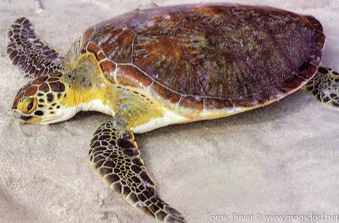 Schildkröten001