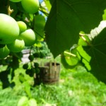 Weg zu Erntedank (18 von 18)