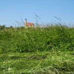 Weg zu Erntedank (2 von 18)