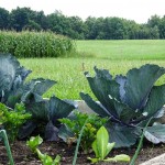 Weg zu Erntedank (6 von 18)