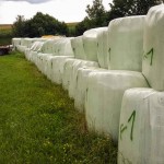 Weg zu Erntedank (8 von 18)