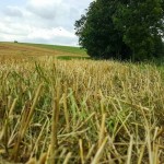 Weg zu Erntedank (9 von 18)