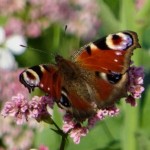 Blumenwiese rosa weiß (10 von 10)