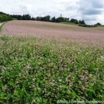 Blumenwiese rosa weiß (2 von 10)