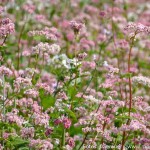 Blumenwiese rosa weiß (3 von 10)