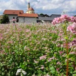 Blumenwiese rosa weiß (6 von 10)