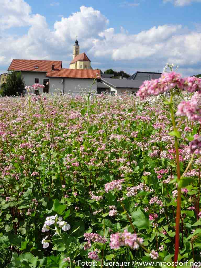 Blumenwiese rosa weiß (6 von 10)
