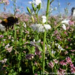 Blumenwiese rosa weiß (7 von 10)