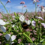 Blumenwiese rosa weiß (8 von 10)