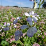 Blumenwiese rosa weiß (9 von 10)