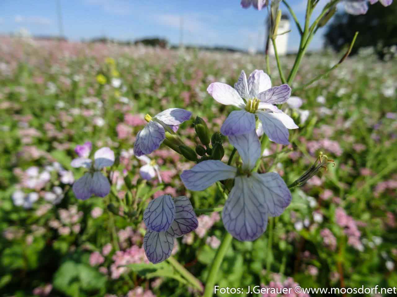 Blumenwiese rosa weiß (9 von 10)