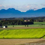 Moosdorf in Gelb (1 von 8)