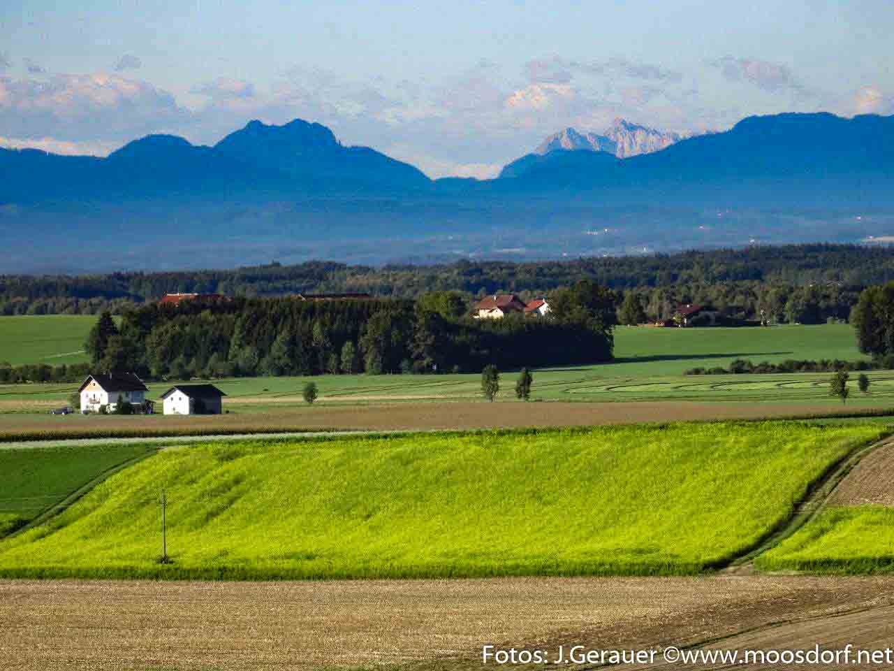 Moosdorf in Gelb (1 von 8)