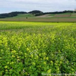 Moosdorf in Gelb (3 von 8)