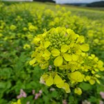 Moosdorf in Gelb (4 von 8)