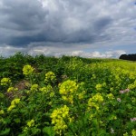 Moosdorf in Gelb (5 von 8)