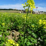 Moosdorf in Gelb (6 von 8)