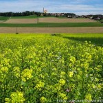 Moosdorf in Gelb (7 von 8)
