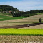 Moosdorf in Gelb (8 von 8)