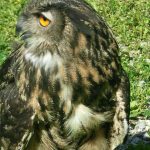 Kindergarten Vogelbesuch