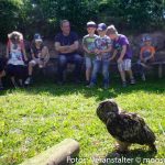 Vogel in Kindergarten