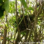Kindergarten Vogelbesuch