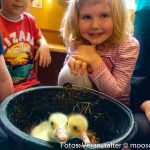 Vogel in Kindergarten