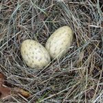 Ferienprogramm 2016 Moorwanderung (8 von 20)