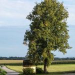 Grafenkapelle Weichsee (8 von 10)