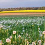 Weichsee leuchtende Blumen (1 von 7)