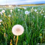 Weichsee leuchtende Blumen (2 von 7)