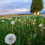 Weichsee leuchtende Blumen (3 von 7)