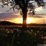 Weichsee leuchtende Blumen (4 von 7)