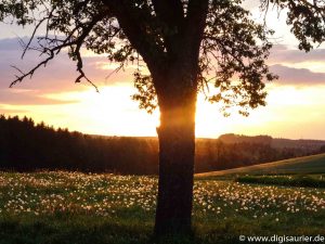 Weichsee leuchtende Blumen (5 von 7)