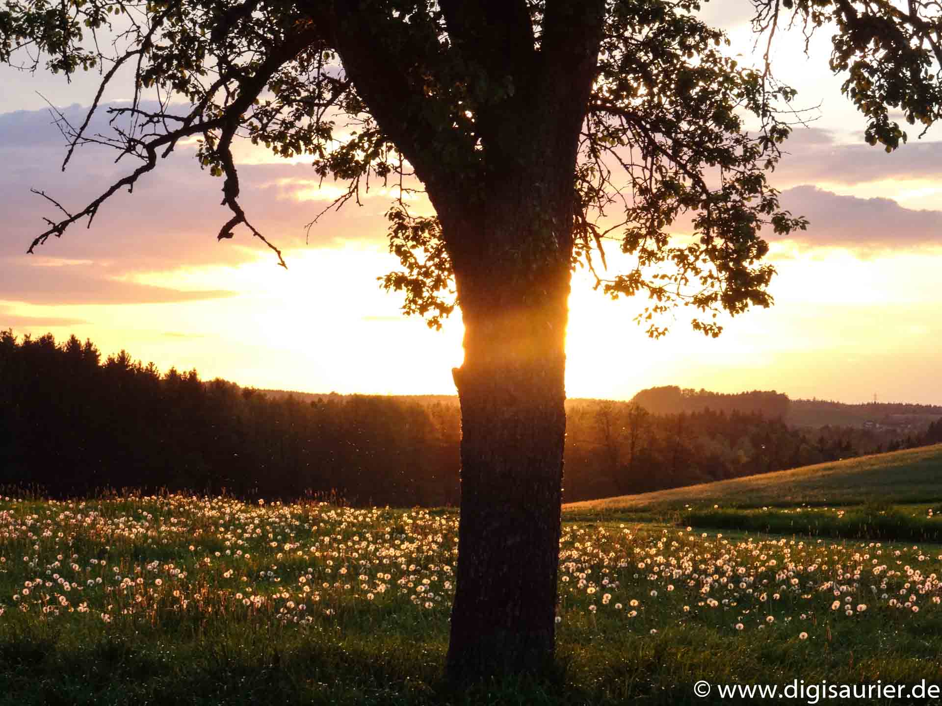 Weichsee leuchtende Blumen (5 von 7)