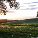Weichsee leuchtende Blumen (6 von 7)