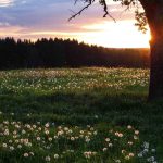 Weichsee leuchtende Blumen (7 von 7)