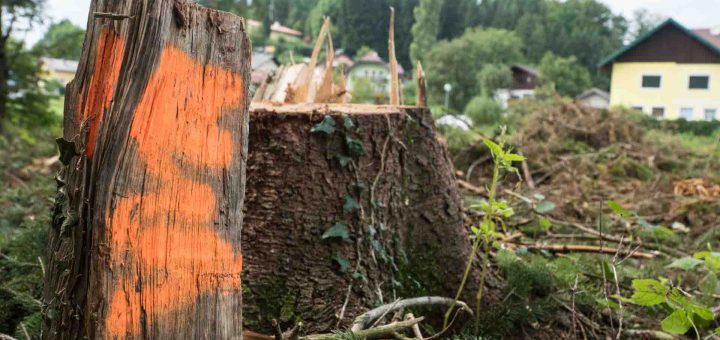 Baumrodung Einsperg (8 von 10)