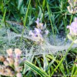 Altweibersommer (1 von 1)