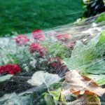 Altweibersommer (1 von 7)