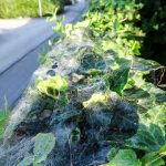 Altweibersommer (2 von 7)